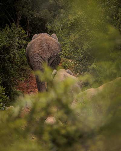 Elephant walking through bush