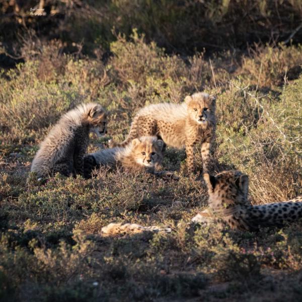 New Litter Of Cheetah Cubs Born On Amakhala