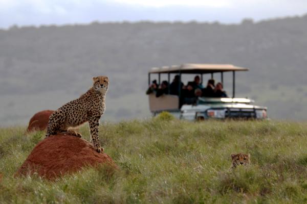 Cheetah and game viewing vehicle in Amakhala