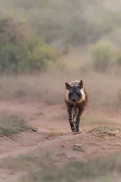 Brown hyena walking down a dusty track