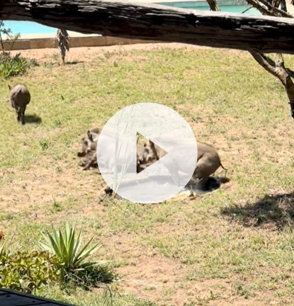 Warthogs playing in new water feature