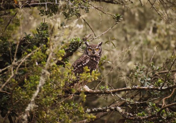 Owl on Amakhala, a birders paradise 