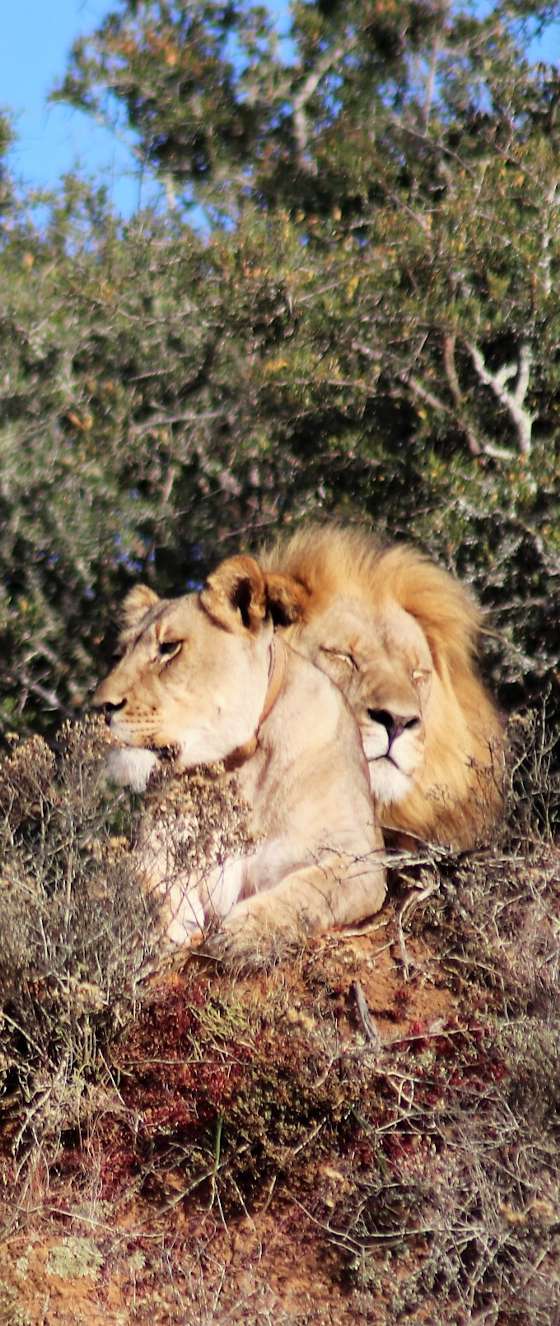 Lions on Amakhala Game Reserve