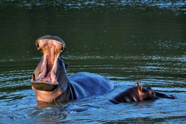 Pair of hippo's in Amakhala