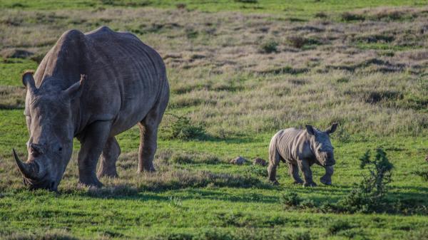 Rhino, Amakhala Game Reserve