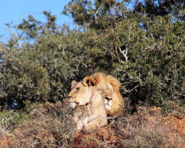 Female and Male Lion