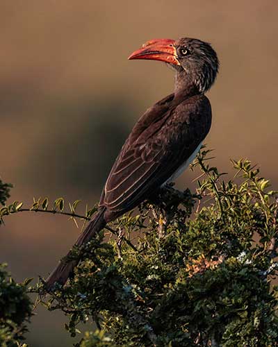 Bird sitting in tree