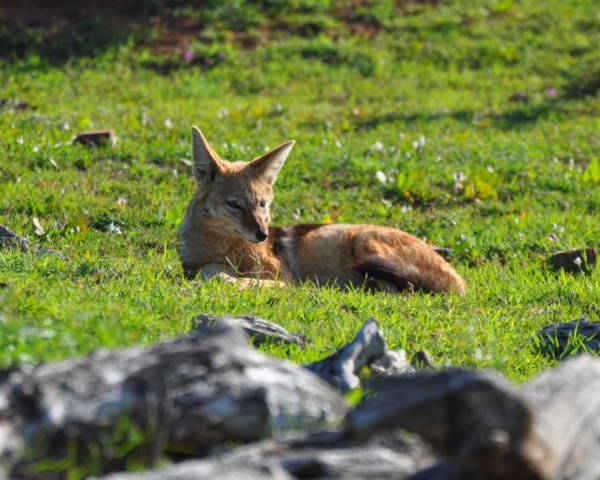 Jackal at Amakhala