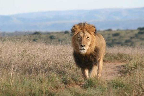 Lion walking in Amakhala