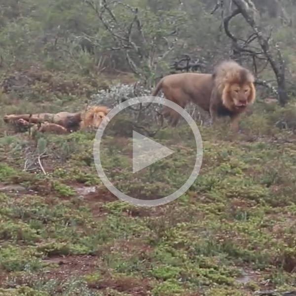 Click for video of lion sighting on Amakhala