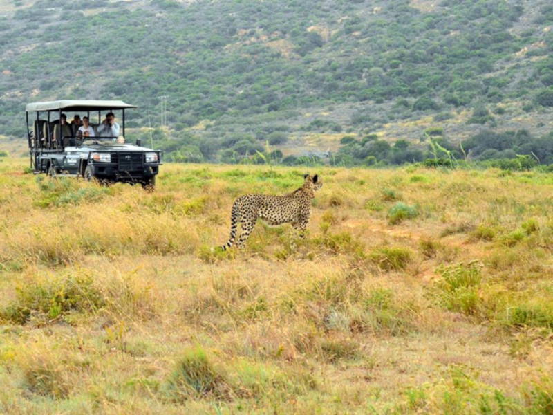 Cheetah On Day Safari at Hlosi Game Lodge