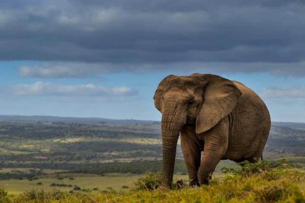 Elephant walking in Amakhala