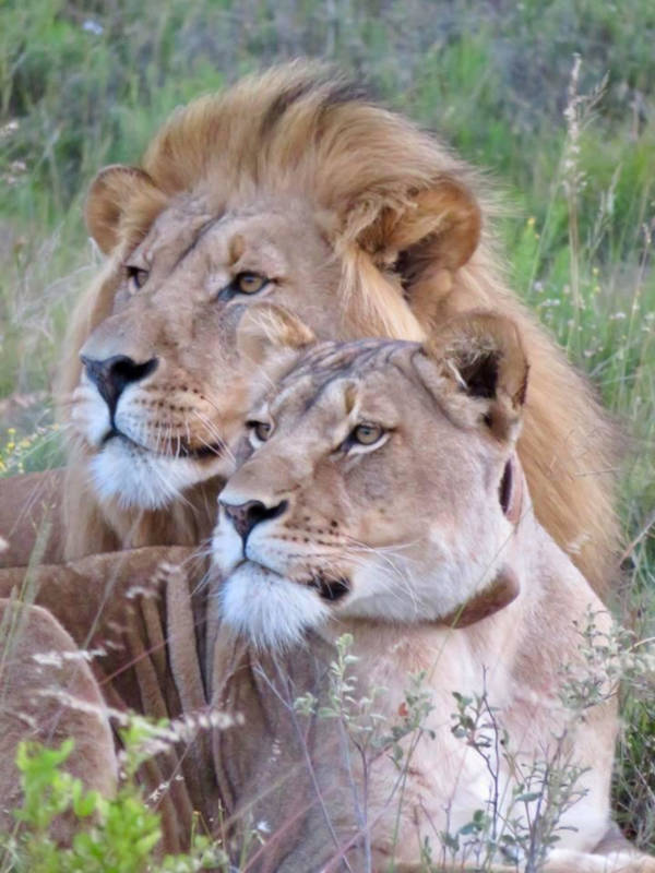 Lion and lioness