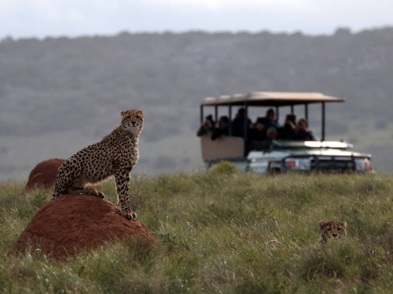 Cheetah on Amakhala Game Reserve