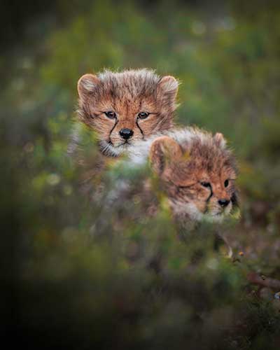 Cheetah cubs