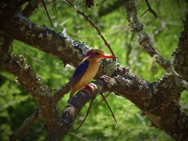 Kingfisher at Leeuwenbosch