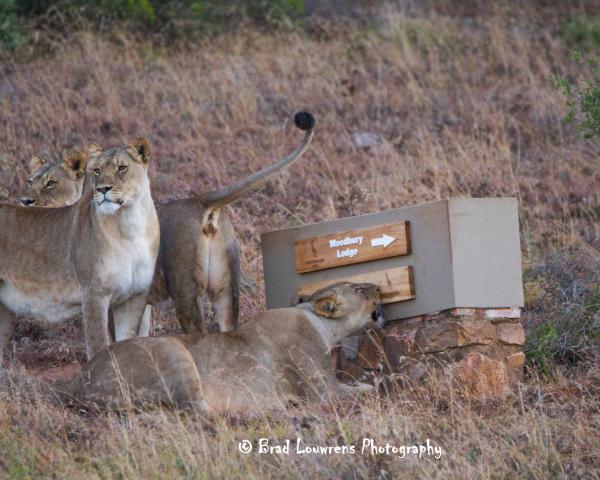 Lions at Woodbury Sign