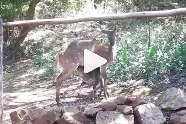 Baby bushbuck video - click to watch