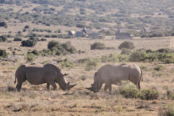 Rhino, Hlosi Lodge, on Amakhala