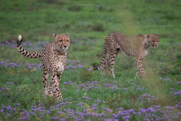 Cheetah near Hills Nek on Amakhala