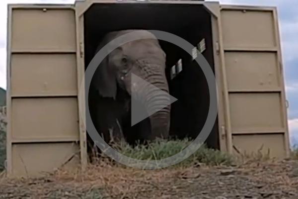 Norman the elephant arriving at his new home