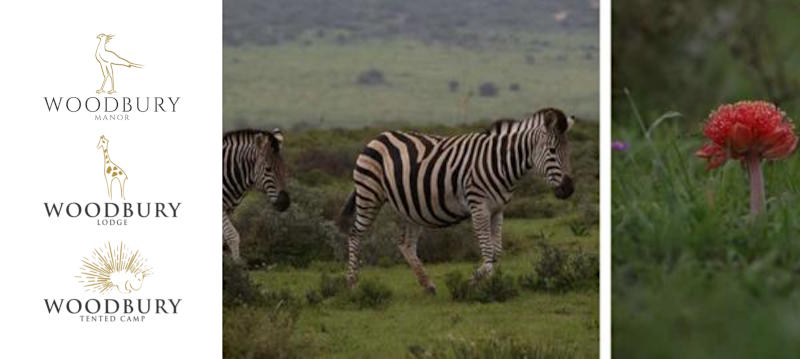 Woodbury collection properties