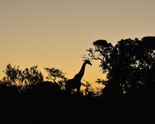 Giraffe at sunset