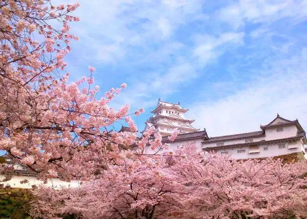 Sakura Tokyo