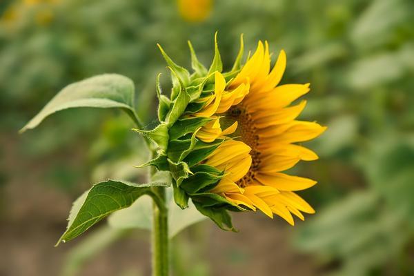 anrita1705-flower-8116141_1920.jpg