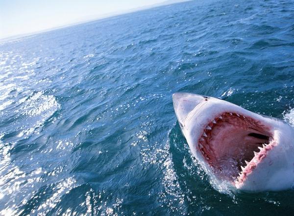 https://www.onlyinyourstate.com/new-jersey/matawan-man-eater-mural-jaws-nj/?utm_medium=email&utm_source=new-jersey&utm_campaign=newsletter&lctg=0000000000130643&utm_content=nlbuttonB3