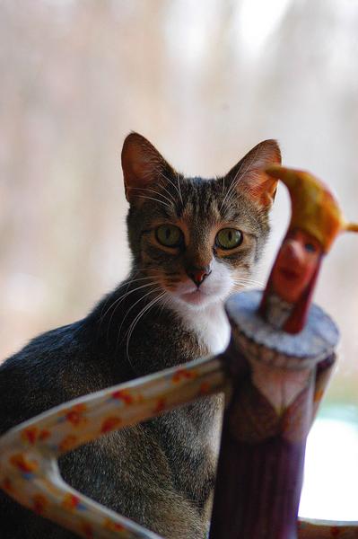 https://www.smithsonianmag.com/science-nature/how-cats-conquered-world-180963749/