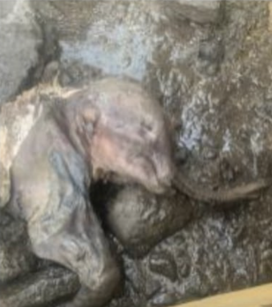 https://earthsky.org/earth/baby-woolly-mammoth-beautiful-found-in-yukon/?mc_cid=a738e990c5&mc_eid=f880efcf2a