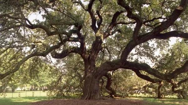  https://www.history.com/news/10-famous-trees-in-history?cmpid=email-hist-inside-history-onequestion-2024-0426-04262024&om_rid=