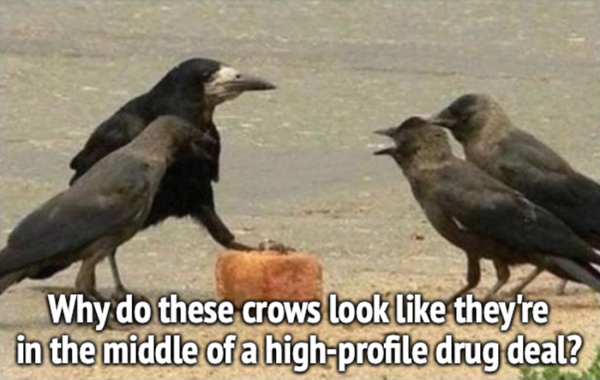 https://bluebirdofbitterness.com/2021/10/10/sunday-funnies-153/