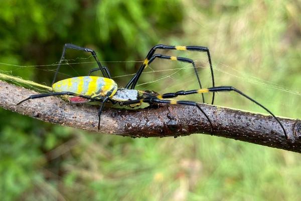 https://earthsky.org/earth/joro-spiders-spread-over-east-coast/?utm_source=EarthSky+News&utm_campaign=0f8fe86689-EMAIL_CAMPAIGN_2018_02_02_COPY_01&utm_medium=email&utm_term=0_c643945d79-0f8fe86689-394351805&mc_cid=0f8fe86689&mc_eid=f880efcf2a