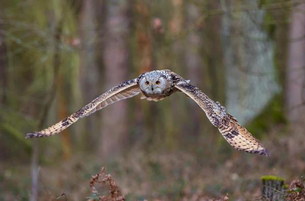 https://birdwatchinghq.com/owls-in-New-Jersey/