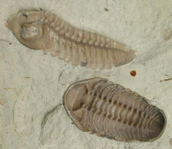 https://www.onlyinyourstate.com/west-virginia/fossil-location-wv/?utm_medium=email&utm_source=west-virginia&utm_campaign=newsletter&utm_content=nlbuttonB5