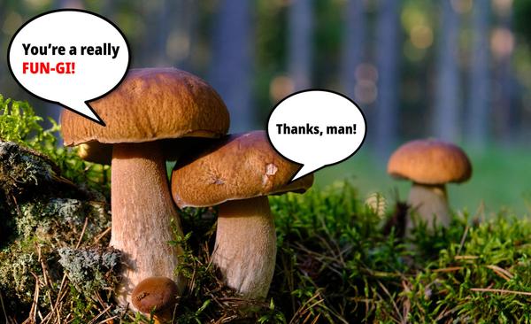 https://theconversation.com/do-mushrooms-really-use-language-to-talk-to-each-other-a-fungi-expert-investigates-181079
