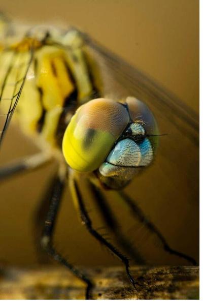 https://earthsky.org/earth/dragonflies-lifeform-of-the-week/?mc_cid=3838a93991&mc_eid=f880efcf2a