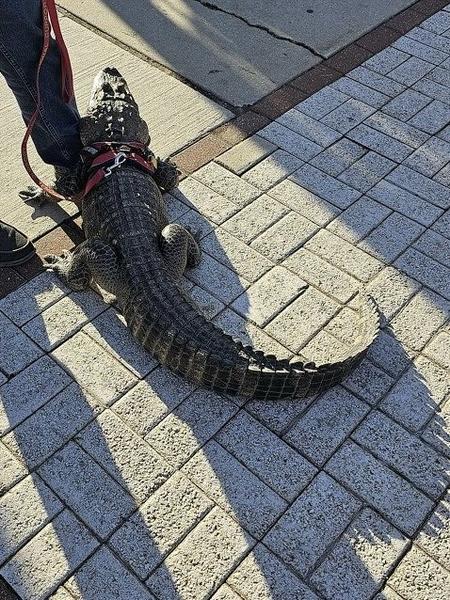 https://www.cbsnews.com/news/emotional-support-alligator-denied-entrance-phillies-pirates-game/?utm_source=join1440&utm_medium=email&utm_placement=newsletter
