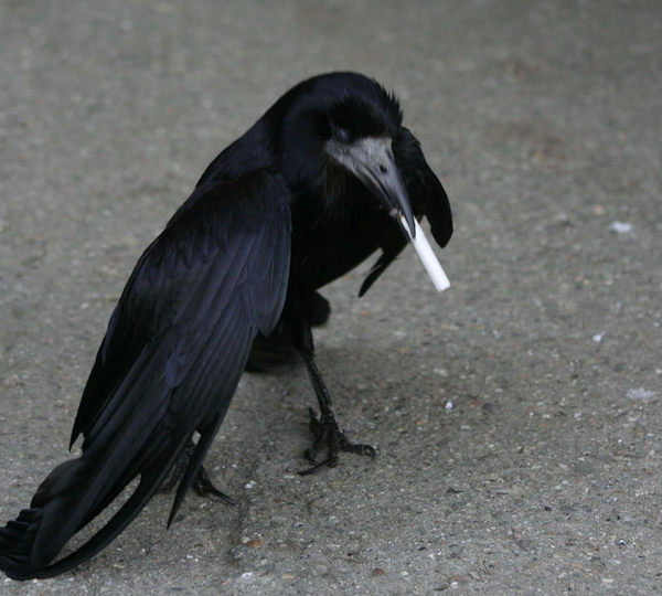 https://www.coasttocoastam.com/article/video-crows-trained-to-collect-discarded-cigarette-butts-in-sweden/