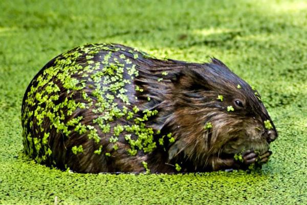 https://www.onlyinyourstate.com/new-york/18-wildlife-pictures-in-ny/?utm_medium=email&utm_source=new-york&utm_campaign=newsletter&lctg=0000000000130643&utm_content=nlimage5