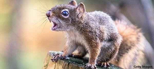 https://www.coasttocoastam.com/article/strangely-aggressive-squirrel-in-wales-attacks-18-people-in-48-hours/