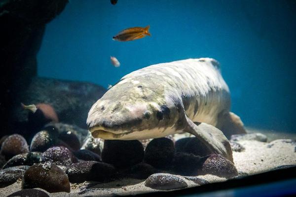 https://www.atlasobscura.com/articles/oldest-aquarium-fish-lungfish-methuselah?utm_source=Atlas+Obscura+Daily+Newsletter&utm_campaign=0b3f1e375e-EMAIL_CAMPAIGN_2022_02_08&utm_medium=email&utm_term=0_f36db9c480-0b3f1e375e-63244449&mc_cid=0b3f1e375e&mc_eid=568804ebbf