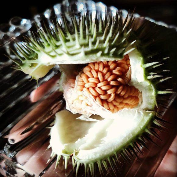 https://www.atlasobscura.com/lists/aphrodisiac-foods-drinks?utm_source=Atlas+Obscura+Daily+Newsletter&utm_campaign=a47dc07dfb-EMAIL_CAMPAIGN_2022_02_28&utm_medium=email&utm_term=0_f36db9c480-a47dc07dfb-63244449&mc_cid=a47dc07dfb&mc_eid=568804e