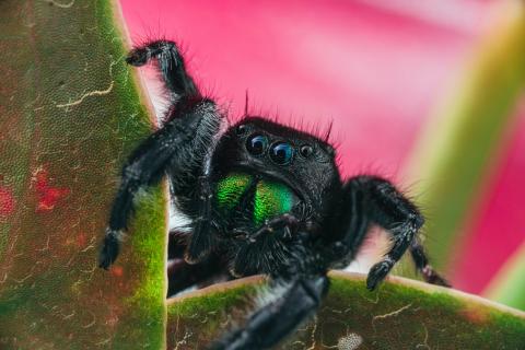 https://statesymbolsusa.org/categories/insect