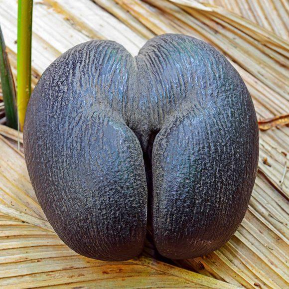 https://www.atlasobscura.com/lists/aphrodisiac-foods-drinks?utm_source=Atlas+Obscura+Daily+Newsletter&utm_campaign=a47dc07dfb-EMAIL_CAMPAIGN_2022_02_28&utm_medium=email&utm_term=0_f36db9c480-a47dc07dfb-63244449&mc_cid=a47dc07dfb&mc_eid=568804ebbf