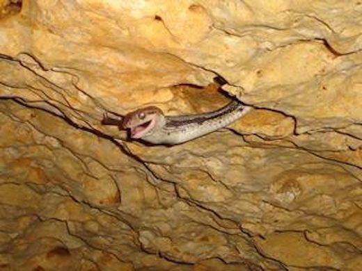 https://www.atlasobscura.com/places/cave-of-the-hanging-snakes?utm_source=Atlas+Obscura+Daily+Newsletter&utm_campaign=900fdb5807-EMAIL_CAMPAIGN_2023_09_21&utm_medium=email&utm_term=0_-900fdb5807-%5BLIST_EMAIL_ID%5D&mc_cid=900fdb5807&mc_eid=568804ebbf