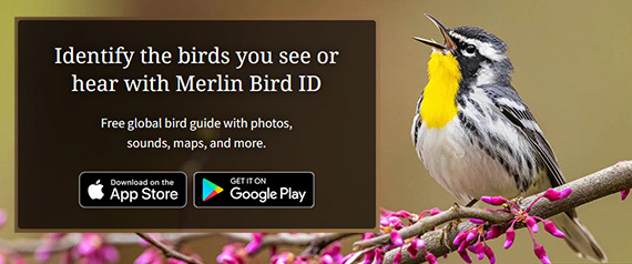 Merlin Bird ID App