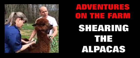 The Alpacas